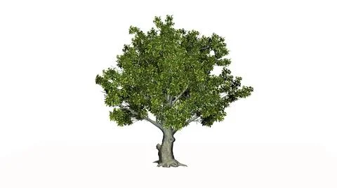 American beech tree - isolated on a white background Illustrazione stock