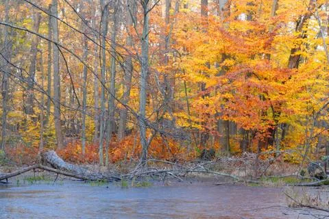American beech tree Stock Photos