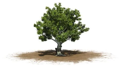 American beech tree on a sand area - isolated on a white background Illustrazione stock