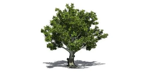 American beech tree with shadow on the floor Illustrazione stock