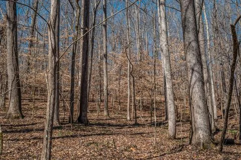 American beech trees in a forest Stock Photos