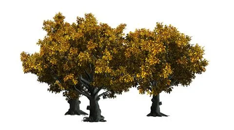 American Beech trees isolated on white background Illustrazione stock