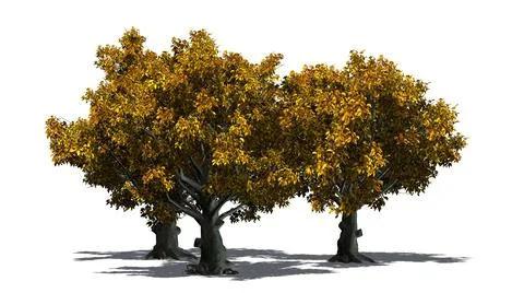 American Beech trees isolated on white background Illustrazione stock