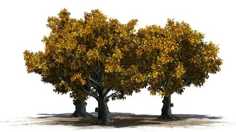American Beech trees isolated on white background 스톡 일러스트