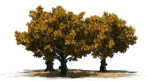 American Beech trees isolated on white background Illustrazione stock