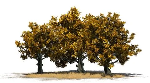 American Beech trees isolated on white background Stock Illustration