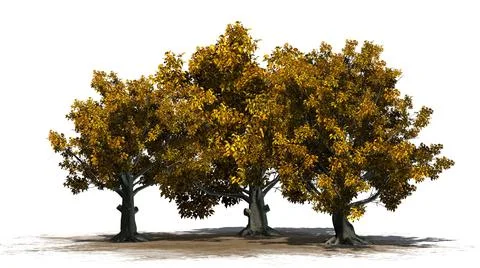 American Beech trees isolated on white background Stock Illustration