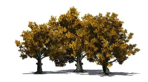 American Beech trees isolated on white background Stock Illustration