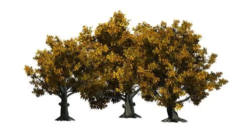 American Beech trees isolated on white background Illustrazione stock