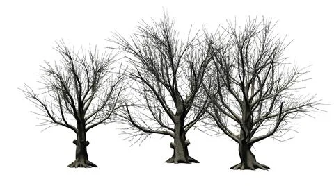 American Beech trees isolated on white background Stock Illustration