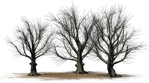 American Beech trees isolated on white background 스톡 일러스트