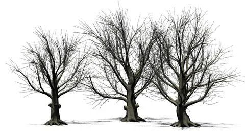 American Beech trees isolated on white background Illustrazione stock