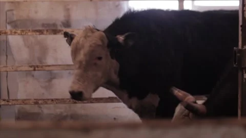 American beef Stock Footage 156111430