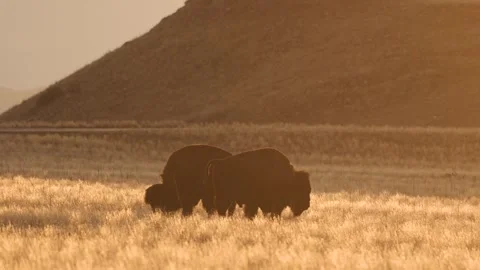 American Bison backlit by sunset light on Antelope Island, UT USA Stock Footage 324876778