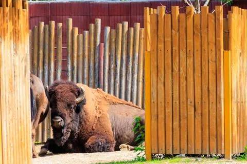 American bison (Bison bison), also known as buffalo in a paddock at farmyard Stock Photos