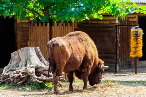 American bison (Bison bison), also known as buffalo in a paddock at farmyard Stock Photos