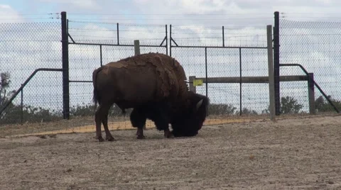 American Bison (Bison bison) American Buffalo Stock Footage 46806344