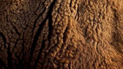 American bison (Bison bison) coat Video stock 103565426