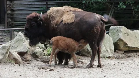 The American bison (Bison bison) 스톡 동영상 40335593