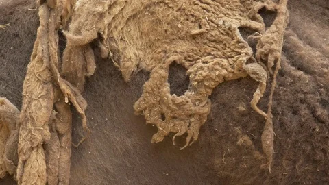 American bison (Bison bison) fur - ungraded footage Video stock 78057967