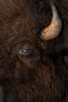 American Bison (Bison bison) portrait Stock Photos