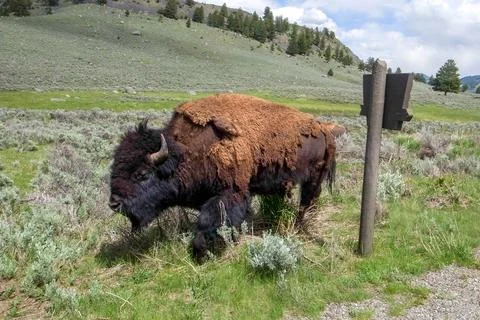 American Bison, bison bison, walking past wooden road sign in the Yellowstone Stock-Fotos