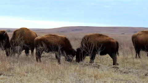 American Bison, bison bison, young calves with heads down, on prairie. Stock Footage 146715490
