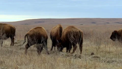 American Bison, bison bison, young calves gently butt heads on prairie. Stock Footage 147895158