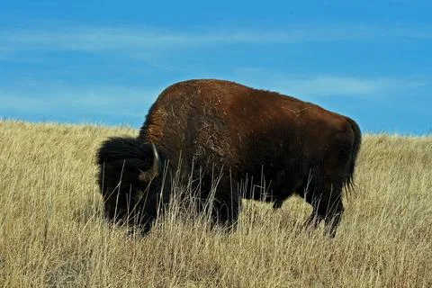American Bison Buffalo Bull in Custer State Park Stock Photos