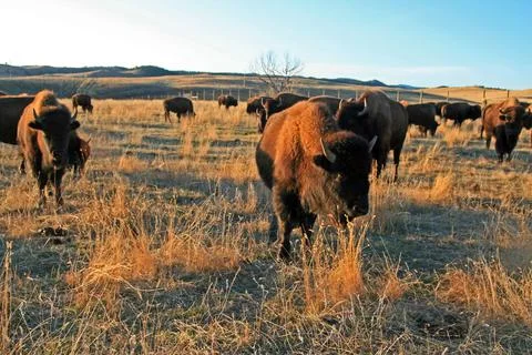 American Bison Buffalo in Custer State Park Stock Photos