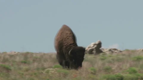 American Bison (Buffalo) Grazing  Stock Footage 51075873