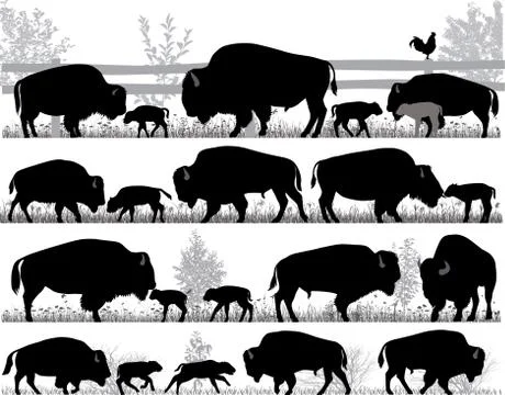 American bison buffalo Illustrazione stock