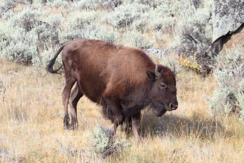 American bison (buffalo) Stock Photos