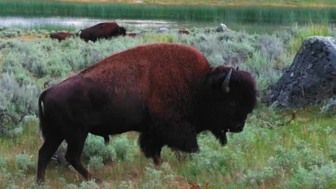 American Bison Buffalo Walking Sunset Yellowstone 4K Video stock 150769635