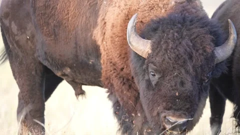 American Bison Bull Stock-Footage 301317341