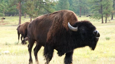 American Bison Bull Stock Footage 341367973
