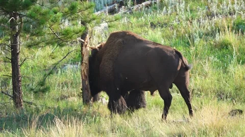 American Bison Bull Stock Footage 341368463