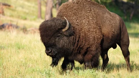 American Bison Bull Stock Footage 341446515