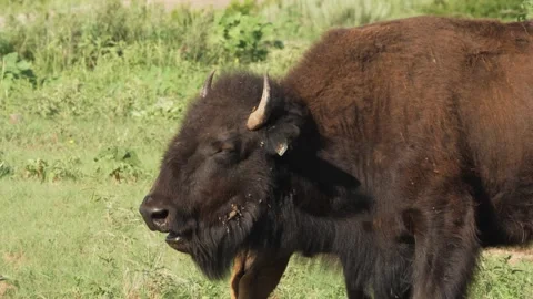 American bison with a calf behind it standing in the sun Stock-Footage 246944376