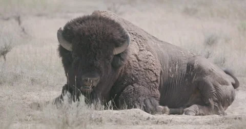 American bison camera laying on ground shaking off dirt Stock Footage 332437472