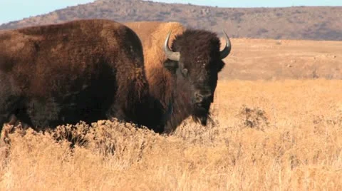 American Bison Closeup Stock Footage 20486661