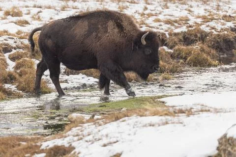 American Bison Crossing a Stream Stock Photos
