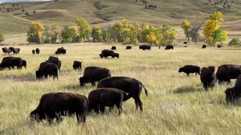 American bison, Custer State Park, South Dakota, USA Stock Footage 262315559