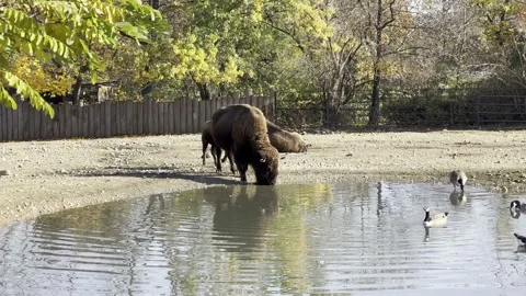 American bison drinking from a pond. 4K video clip. Stock Footage 220554732