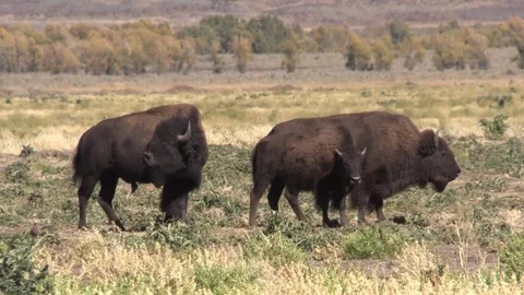 American Bison  in Fall Stockbeeldmateriaal 95859004