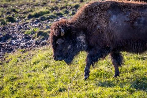 American Bison in the field of Custer State Park, South Dakota Stock Photos