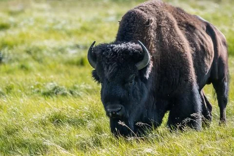 American Bison in the field of Yellowstone National Park, Wyoming Stock Photos