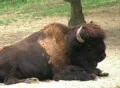 American Bison Footage