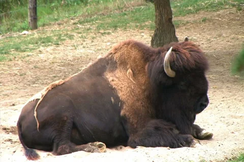 American Bison Video stock 2772649