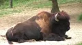 American Bison HD Footage